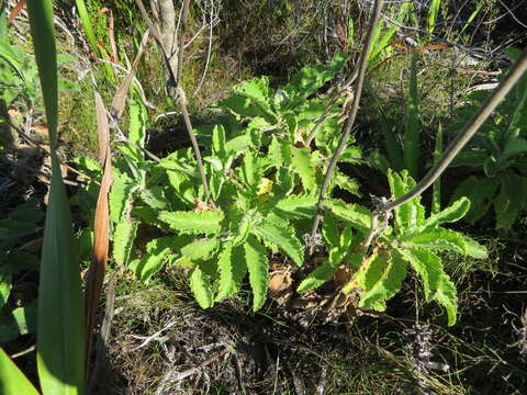 صورة Scabiosa africana L.