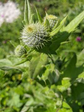 Image of Cirsium laniflorum (M. Bieb.) Fischer