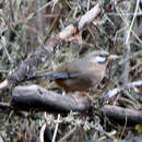 Image of Snowy-cheeked Laughingthrush