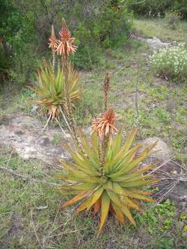 Image of Aloe lineata var. lineata