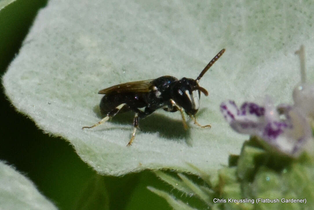 Imagem de Hylaeus leptocephalus (Morawitz 1870)