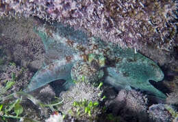 Image of Caribbean reef octopus