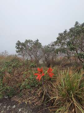 Image of Hippeastrum morelianum Lem.