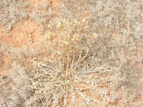 Imagem de Klasea erucifolia (L.) Greuter & Wagenitz