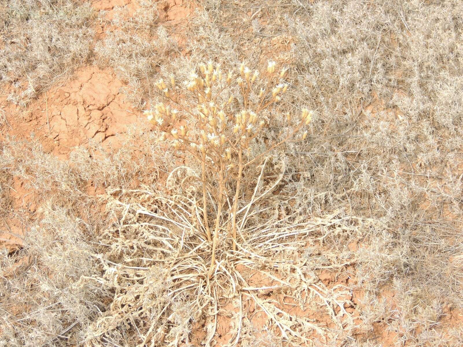 Plancia ëd Klasea erucifolia (L.) Greuter & Wagenitz