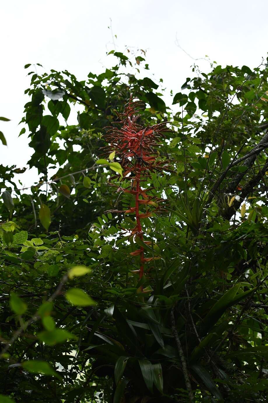 Image of Tillandsia excelsa Griseb.