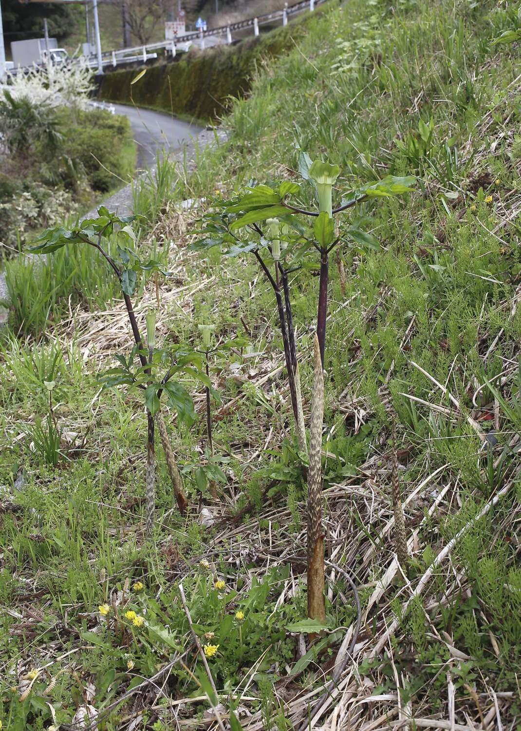 Arisaema yamatense subsp. sugimotoi (Nakai) H. Ohashi & J. Murata的圖片