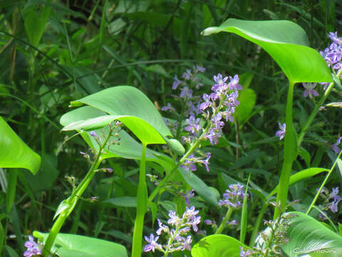 Image of Brazilian Water-Hyacinth