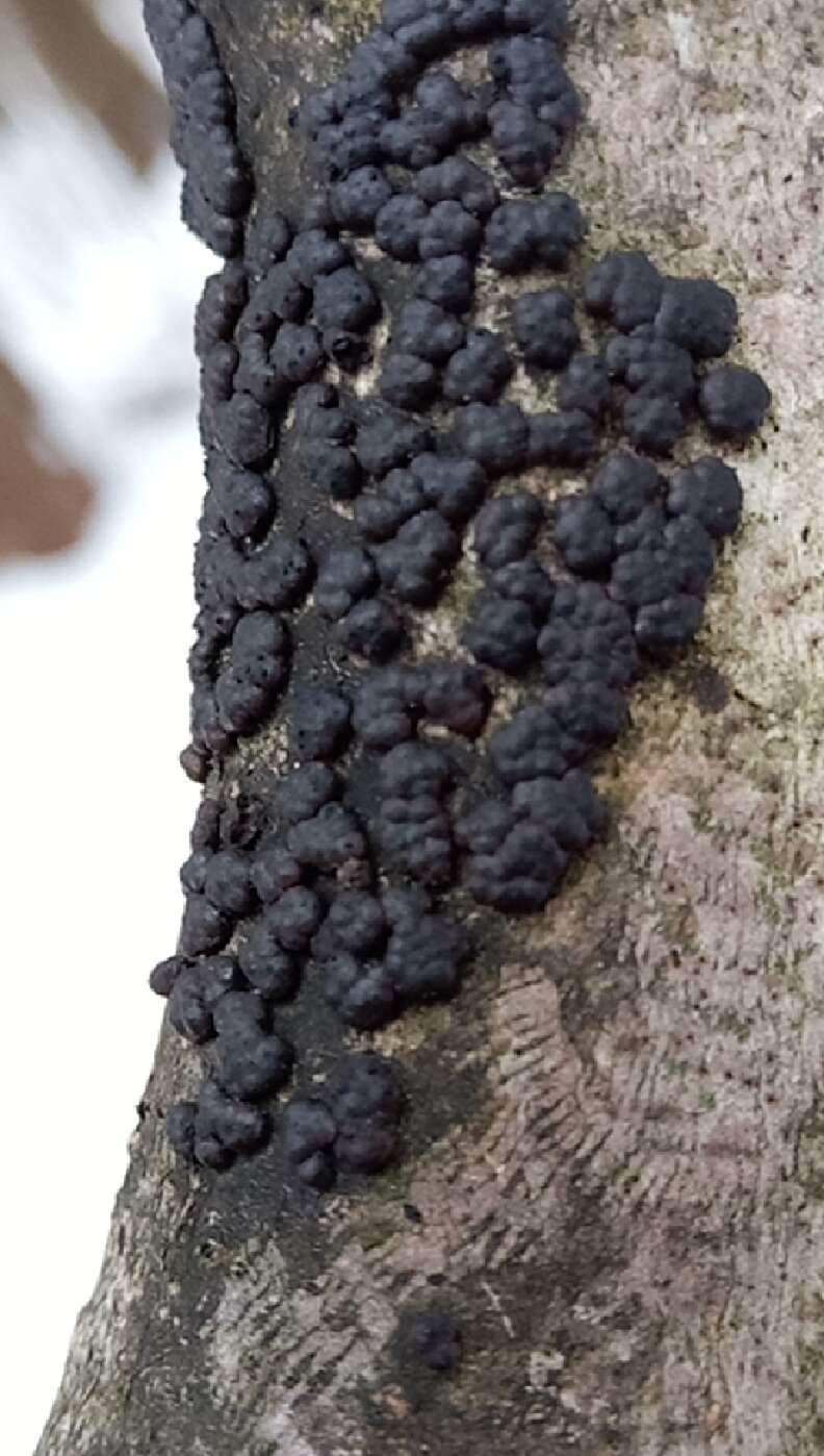 Image of Jackrogersella cohaerens (Pers.) L. Wendt, Kuhnert & M. Stadler 2017