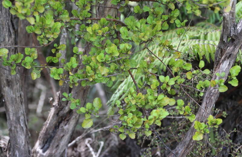 Image de Coprosma arborea Kirk