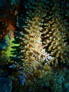 Imagem de Acropora longicyathus (Milne Edwards 1860)