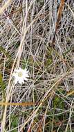 Leucheria suaveolens (d'Urv.) Skottsb. resmi