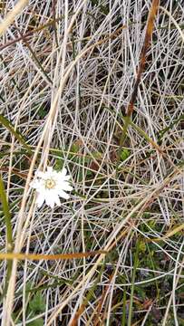 صورة Leucheria suaveolens (d'Urv.) Skottsb.