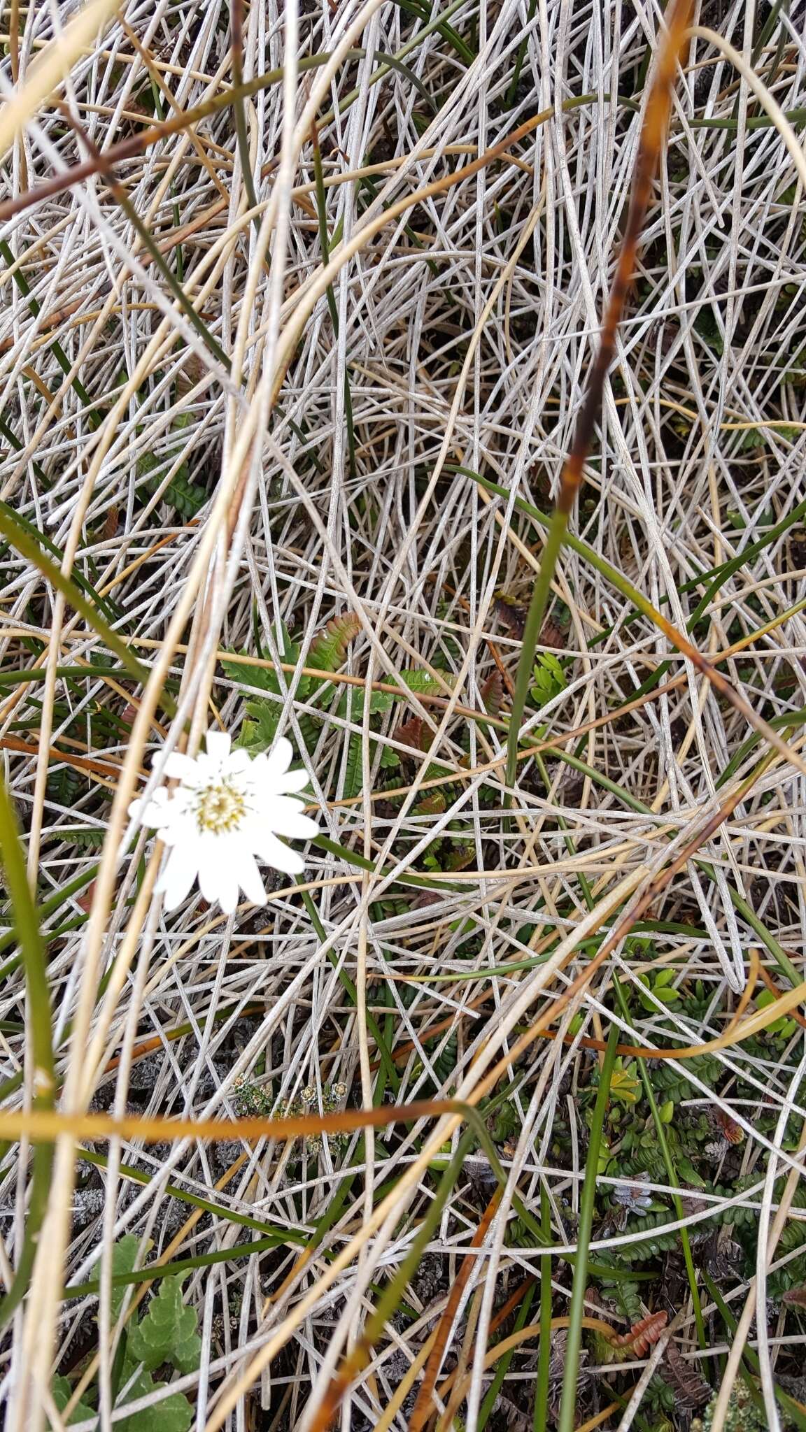 Image of Vanilla Daisy