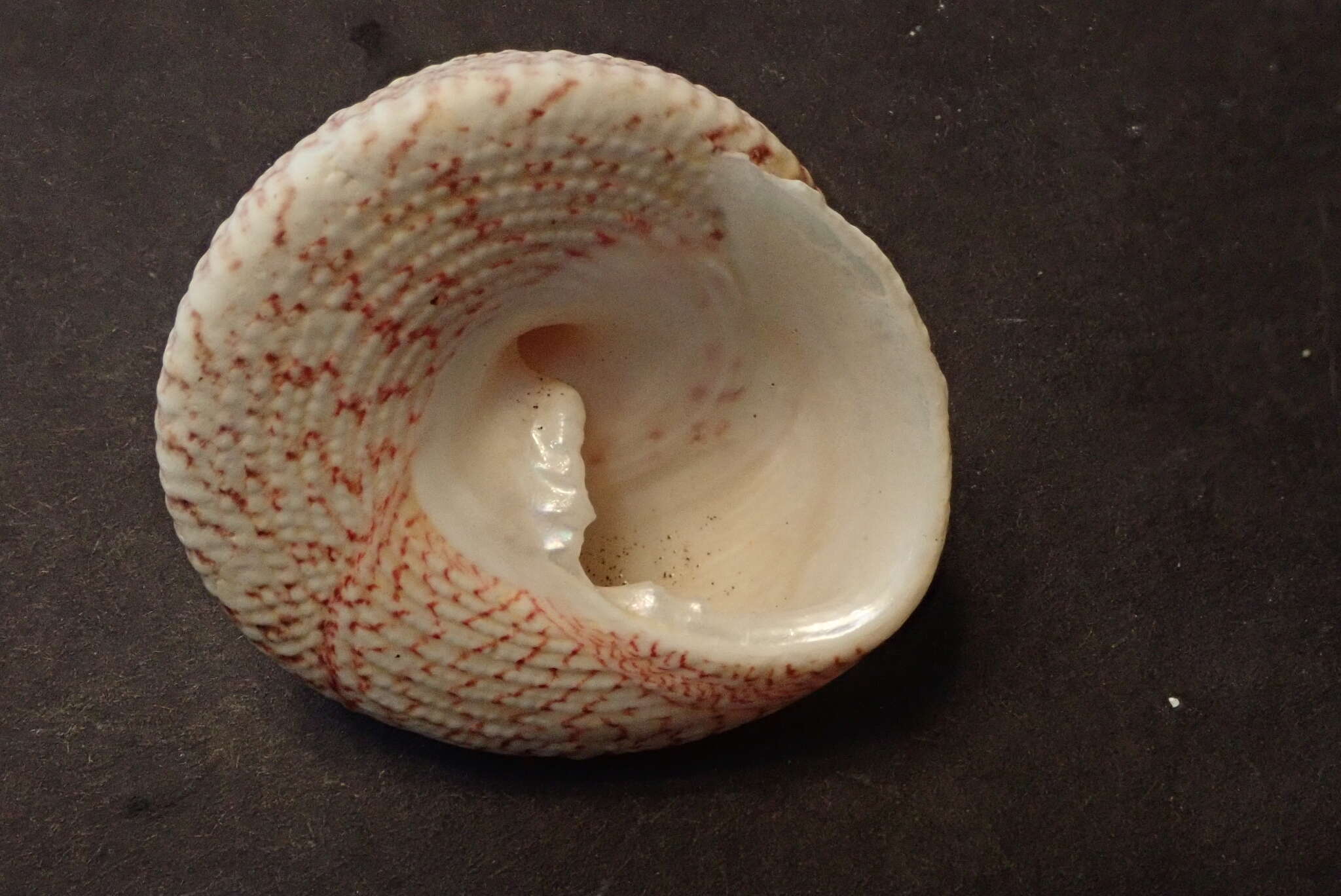 Image of maculated top shell