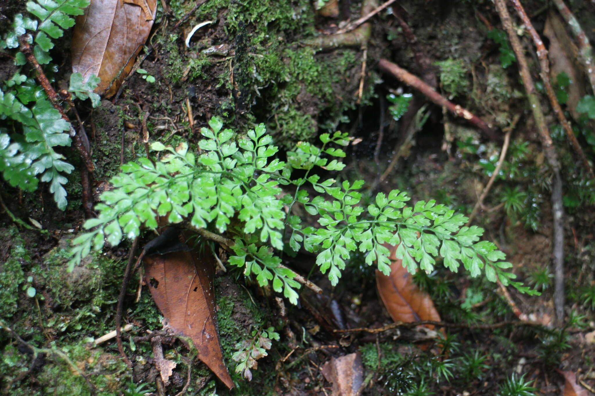 Image of Dryopteris diffracta (Bak.) C. Chr.