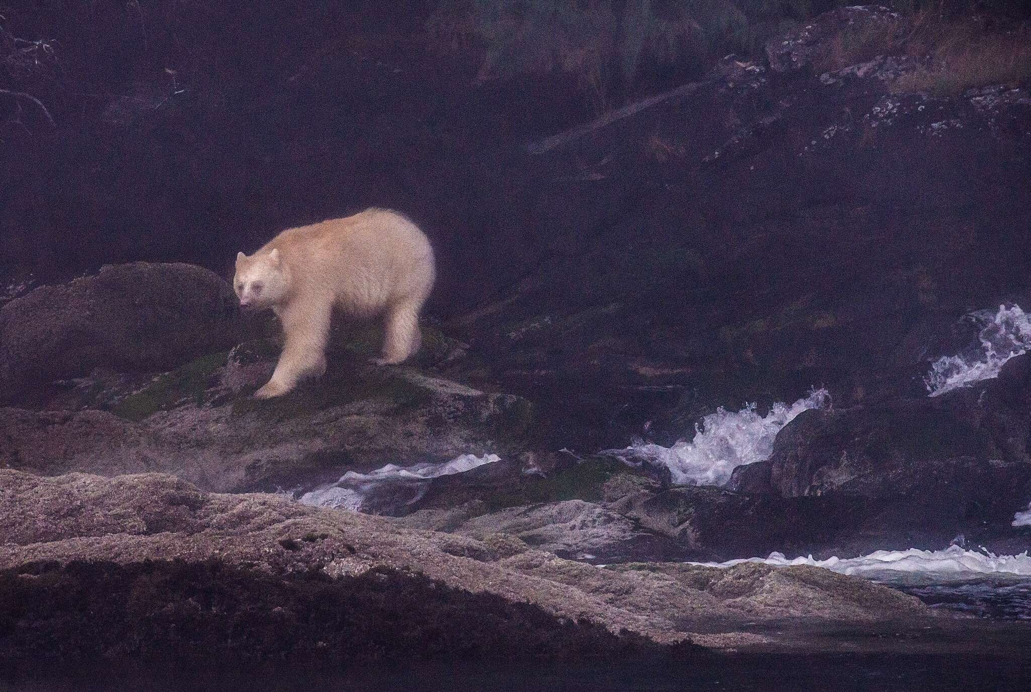 Image of Kermode bear