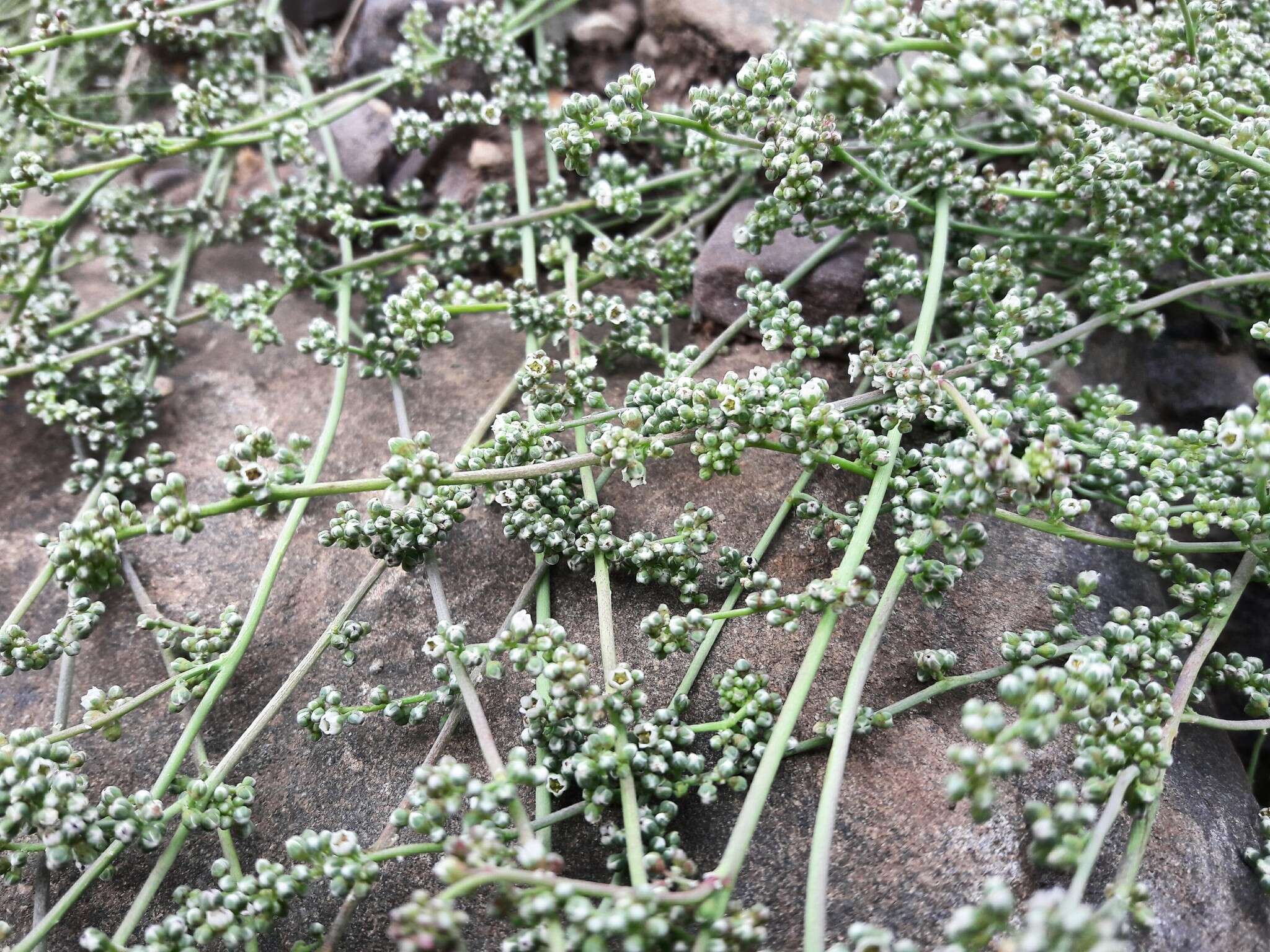 Image de Corrigiola telephiifolia Pourret