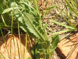 Image of Mock scabious