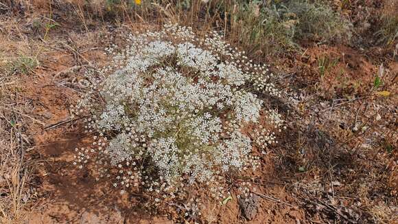 Слика од Pimpinella corymbosa Boiss.