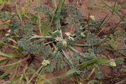 Capnophyllum africanum (L.) Gaertn. resmi