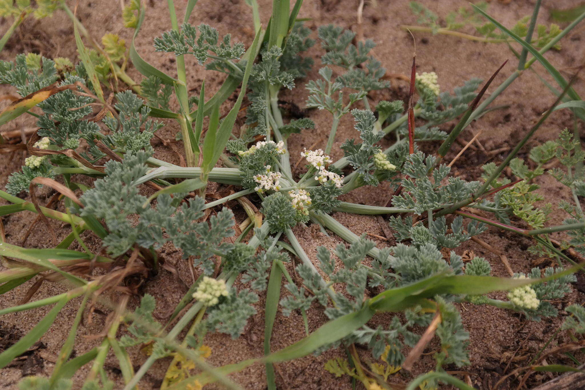 Capnophyllum africanum (L.) Gaertn. resmi