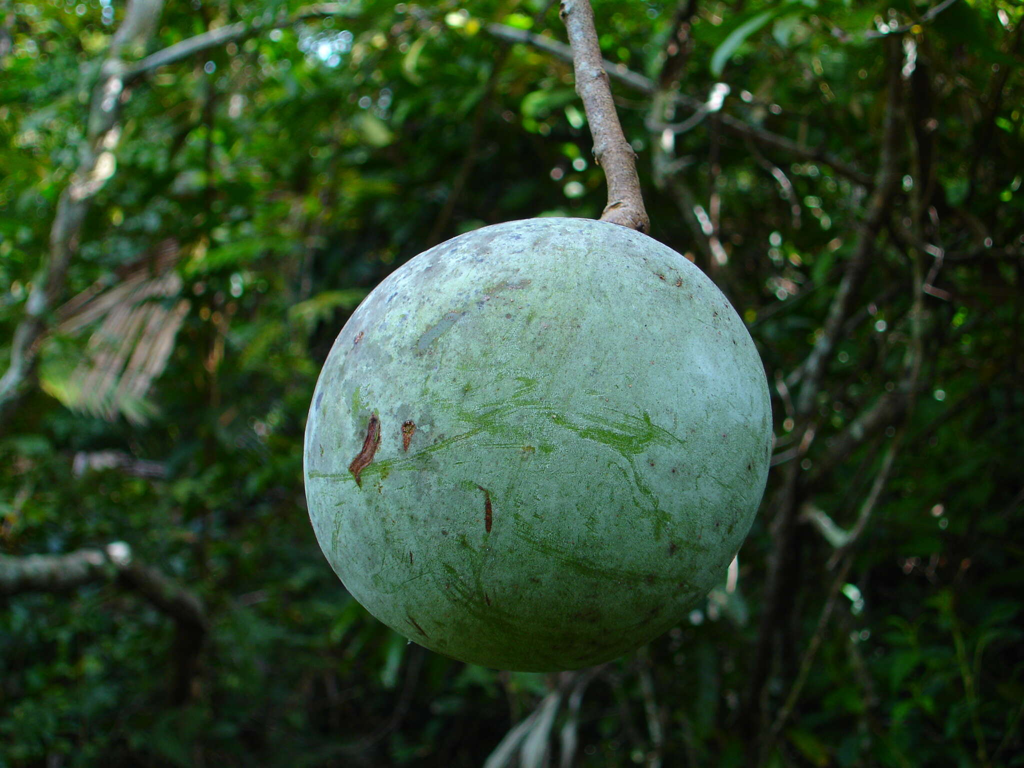 Image of Salacia krigsneri Lombardi