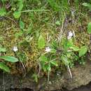 Image of Pinguicula grandiflora subsp. rosea (Mutel) Casper