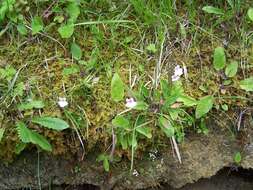 Image of Pinguicula grandiflora subsp. rosea (Mutel) Casper