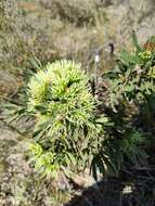 Image of Hakea corymbosa R. Br.