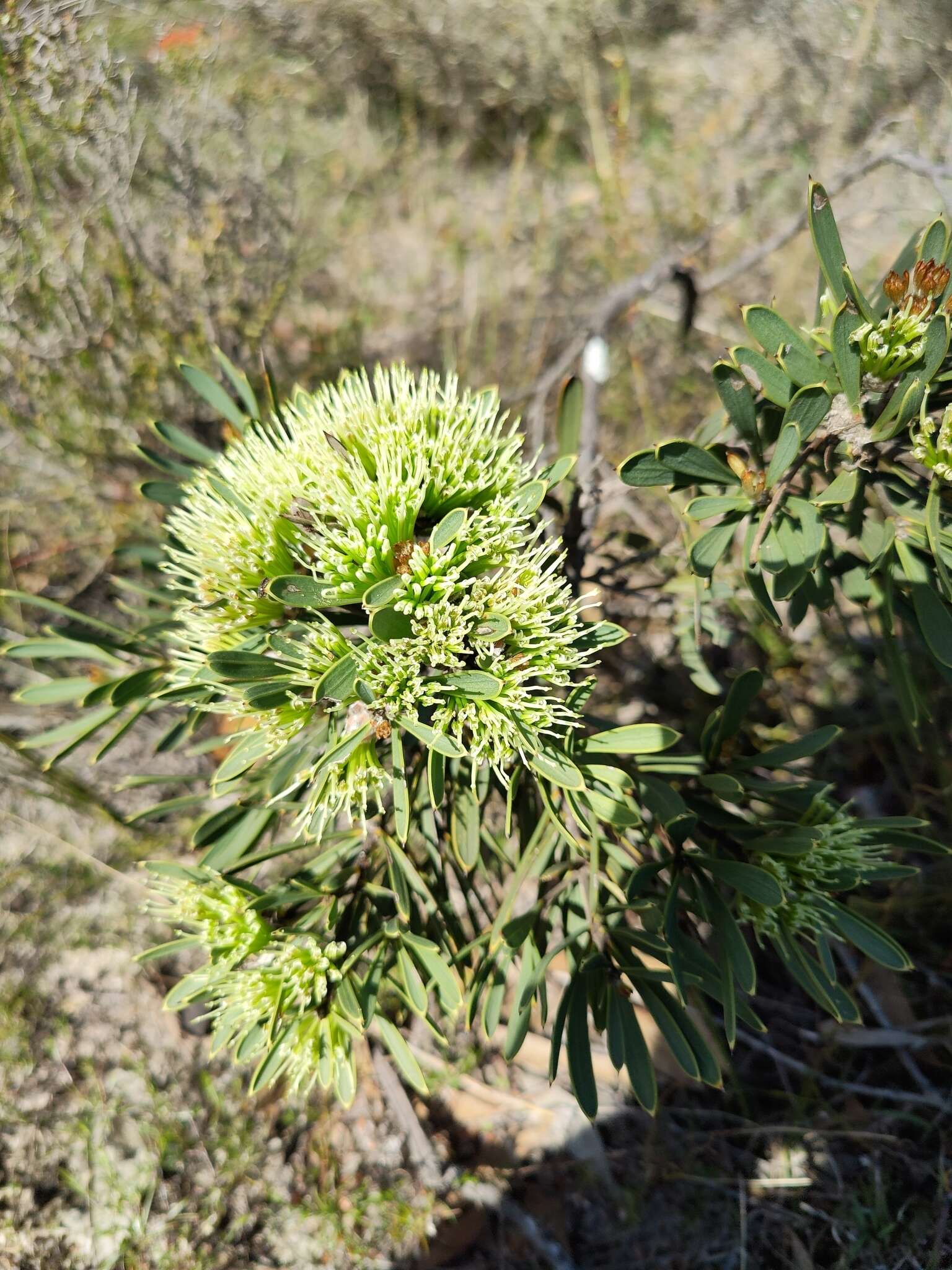 Image of Hakea corymbosa R. Br.