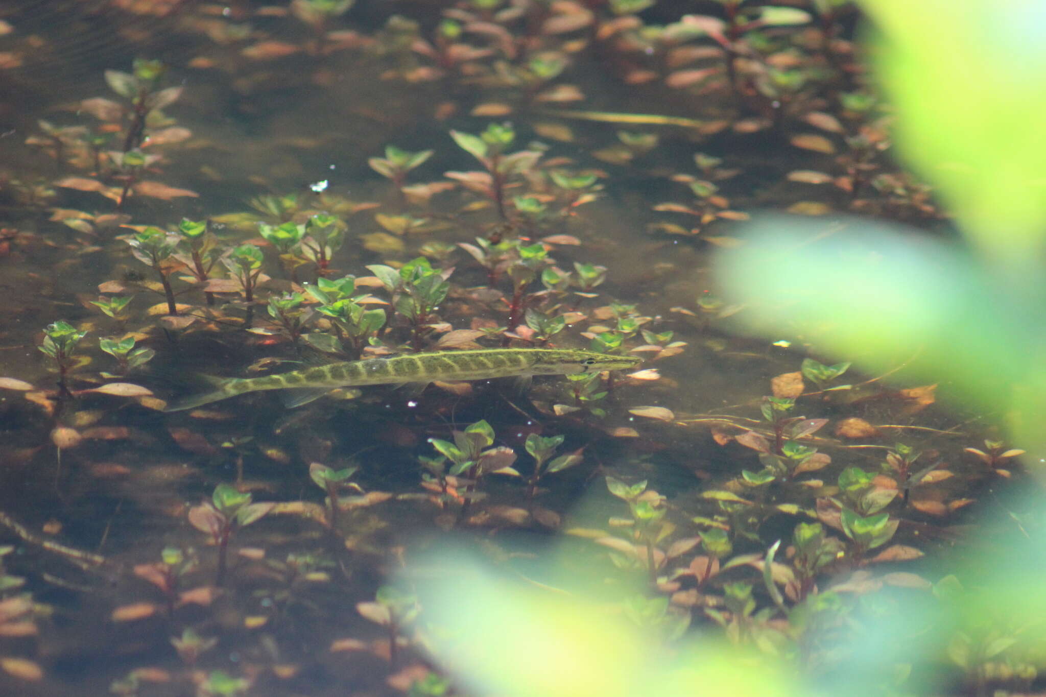 Sivun Esox americanus americanus kuva