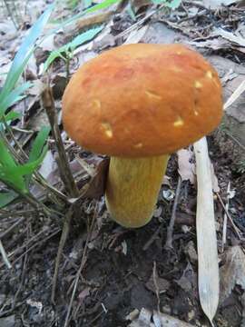 Image of Boletus aurantiosplendens T. J. Baroni 1998