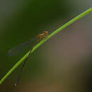 Image of Nesobasis rufostigma Donnelly 1990