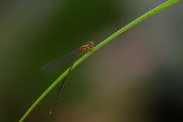 Image of Nesobasis rufostigma Donnelly 1990