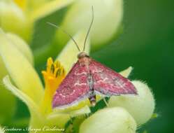 Image de Pyrausta roseivestalis Munroe 1976