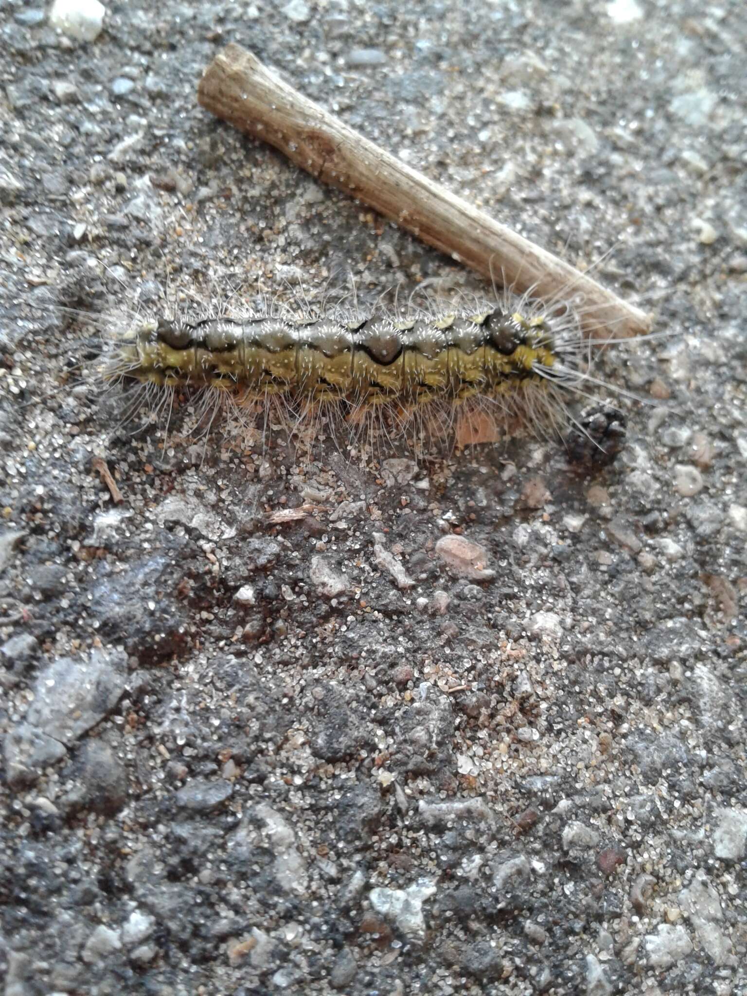 Image of Ochre Dagger Moth