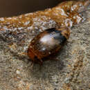 Image of Laccophilus fasciatus rufus F. E. Melsheimer 1844