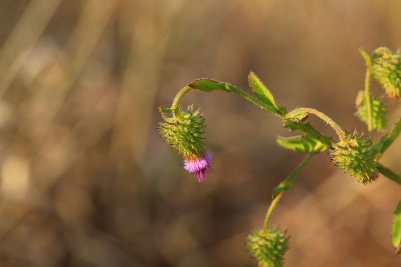 Sivun Laggera crispata (Vahl) F. N. Hepper & J. R. I. Wood kuva