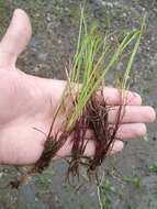 Image of Carex vanheurckii Müll. Arg.