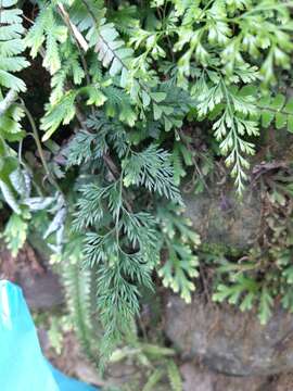 Image of Onychium japonicum (Thunb.) Kunze