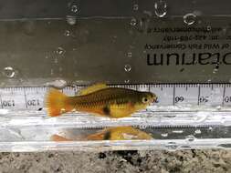 Image of Sunset platy