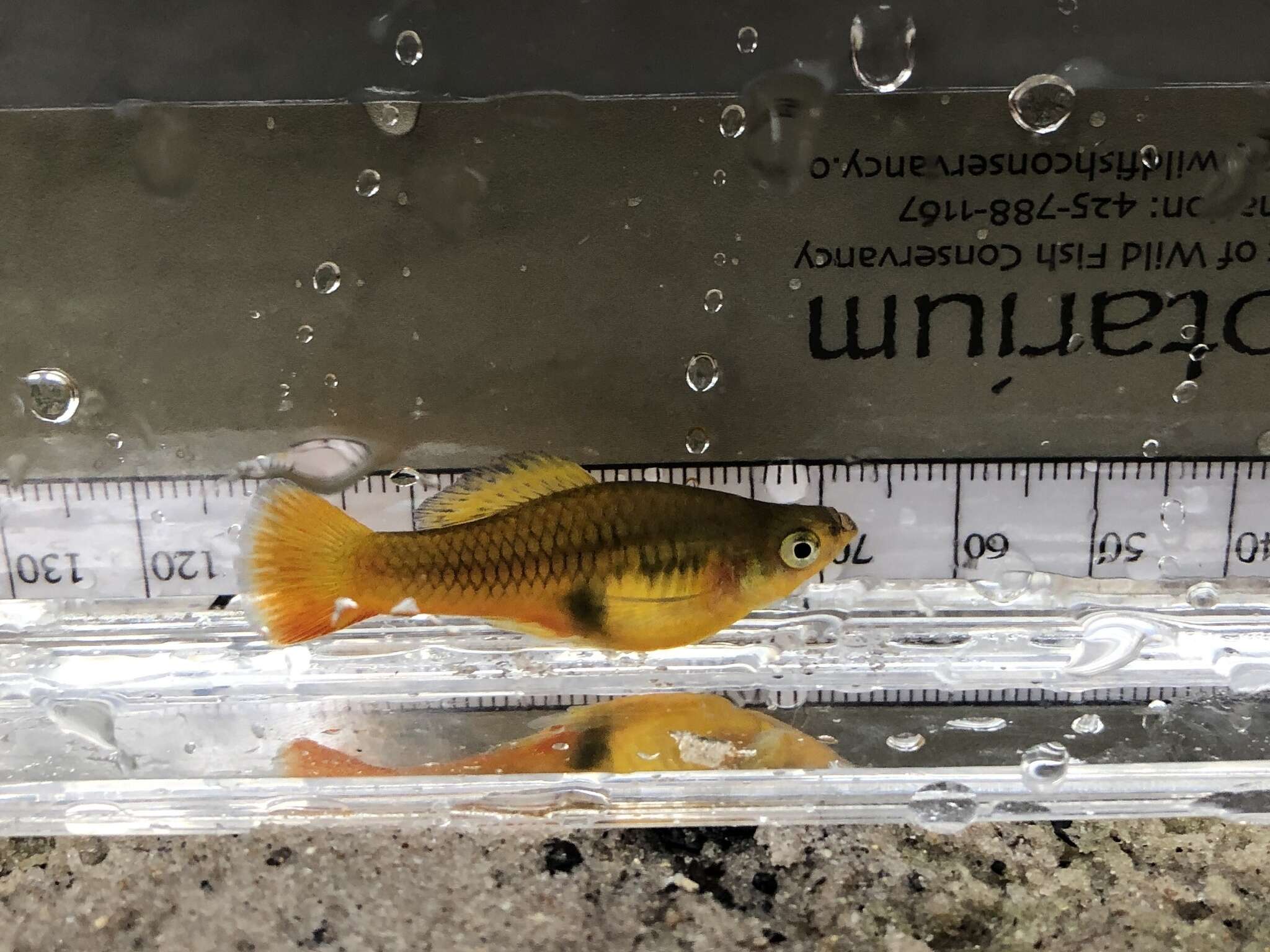 Image of Sunset platy