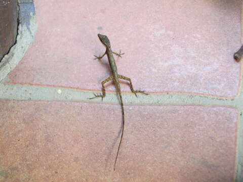 Image of Anolis limifrons Cope 1862