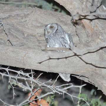 Image of Otus senegalensis senegalensis (Swainson 1837)