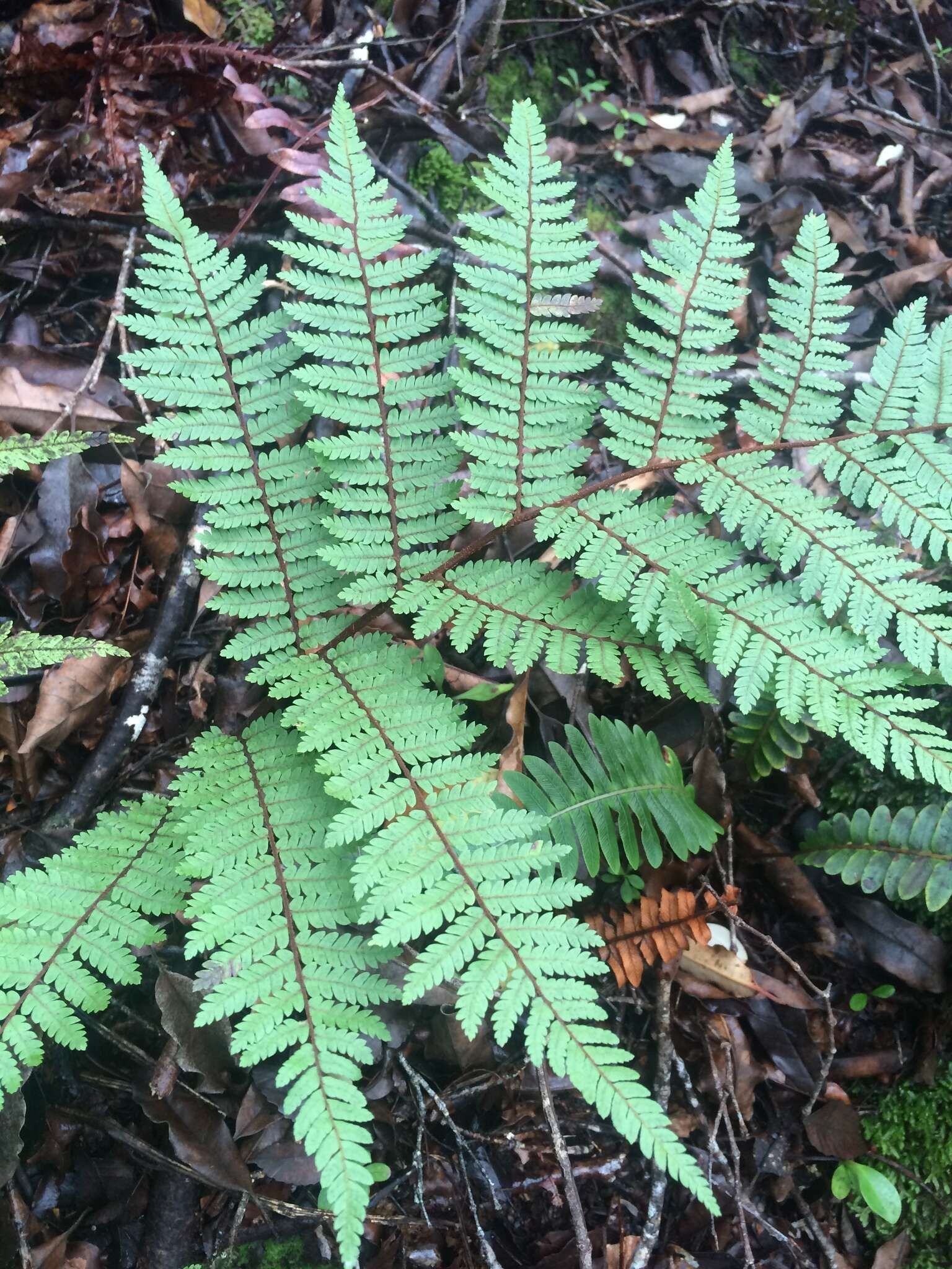 Image of Tree Fern Golden