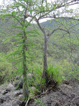 Imagem de Fouquieria purpusii T. S. Brandegee