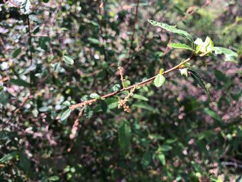 Acalypha eremorum Müll. Arg. resmi