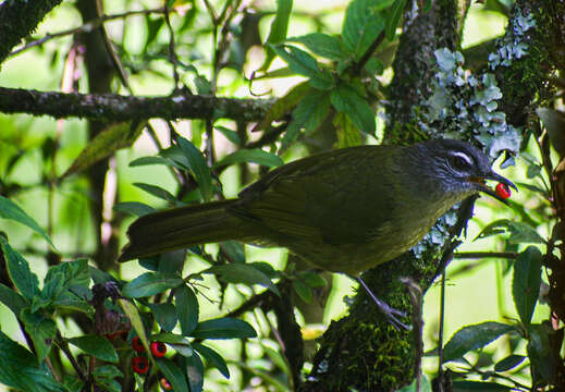 Arizelocichla milanjensis (Shelley 1894) resmi