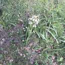 Image of Ornithogalum magnum Krasch. & Schischk.